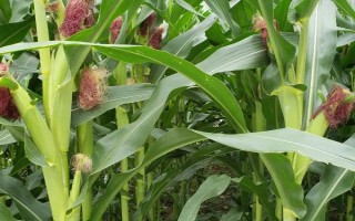 浙糯玉7号玉米种子特点，中抗茎腐病