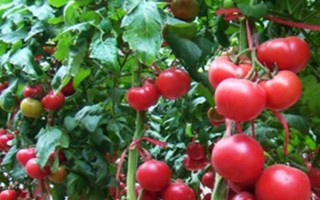 番茄为什么开花少坐果率低，可能是过度使用氮肥、温度不适等原因造成