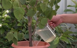 三角梅如何繁殖，可扦插也可高压繁殖