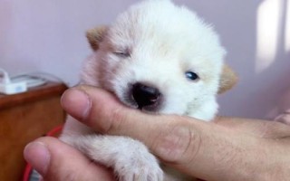 狗狗睁眼前的注意事项，注意不要用手去掰开狗狗的眼睛