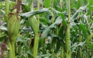 H1111玉米种子特征特性，中抗茎腐病