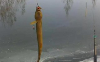 钓泥鳅怎么快速上钩，使用鲜活的虫饵具有良好效果