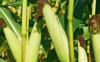 成玉668玉米种简介,种植密度为4500株/亩左右