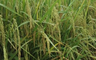 荃两优旺苗水稻品种的特性，一般4月下旬—5月上旬播种