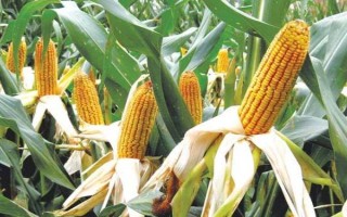 源玉7号玉米种子简介，以防治地下害虫危害