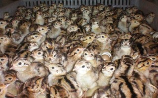 野鸡苗公母如何鉴别，以翻肛鉴别为主