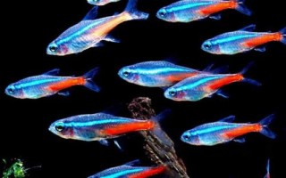 宝莲灯鱼的养殖方法，适合PH在5.5-7之间的弱酸性水体中养殖