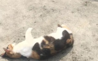 为什么猫咪喜欢在混凝土地面上打滚，可通过地面的温度来调节体温
