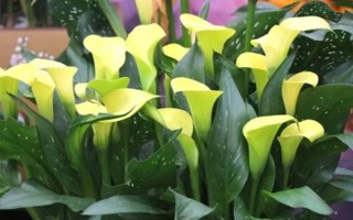 圣诞节适合送哪些花卉,玫瑰花、百合花、郁金香等品种可以考虑
