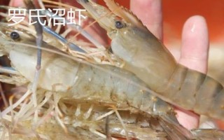 淡水虾的种类,这5种都可人工养殖