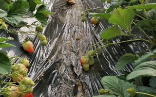 哪些因素会影响草莓膨大,主要有种子、温度、光照等5个原因