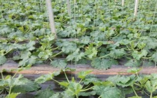 西葫芦落花落果的防治方法，主要措施是人工授粉