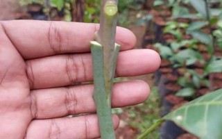 枣树的种植技术,一般分为春栽和秋栽