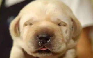 狗一直流鼻涕的原因，可能是天冷的原因或感冒了