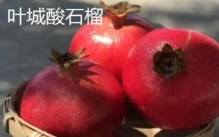 策勒酸石榴的产地,主产于新疆策勒县