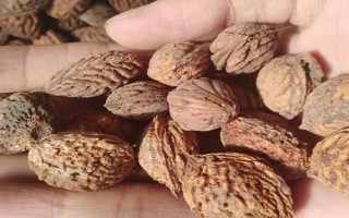 冬季贮藏核桃种子的方法，可干藏、湿藏、冷库贮藏等