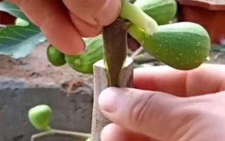 无花果树适合嫁接哪些树种,以波姬红和波尔多品种为宜