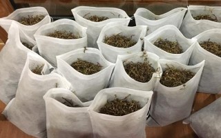 茶叶的用途，可饮用还可做花肥等