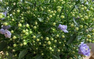 风铃花开败后怎如何修剪，要先将植株上所有的残花剔除