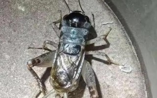 蟋蟀产卵后会死亡吗，依然可以存活并继续交配