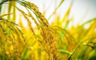 兆优5431水稻品种的特性，全生育期139.2天