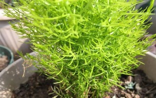 天门冬的盆栽养殖方法，最好置于半阴的环境中养护