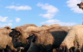 羊怎么配种，以自然交配、人工授精为主