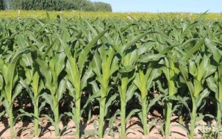 庆科玉1号玉米种的特征特性，生育期为144.8天