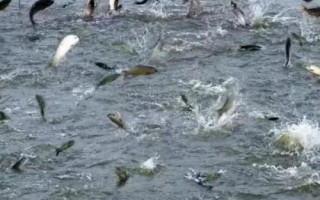 水产养殖利润高的项目有哪些,淡水虾类备受欢迎