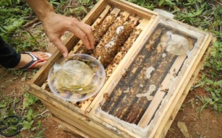 新收蜜蜂喂糖水要持续多久，一般要饲喂3天