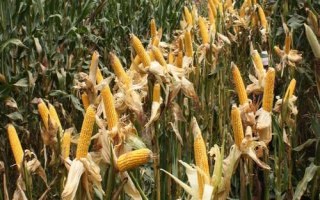 强盛190玉米种简介，适宜播期4月下旬至5月初