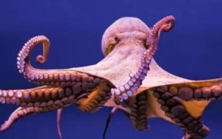 章鱼有几只触手，一共有八条所以被叫做八爪鱼