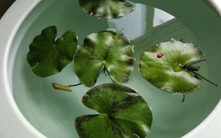 一叶莲水培用什么肥料,每次换水时施加几滴植物生长营养液即可