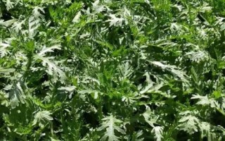 茼蒿菜的生长周期,一般只需要40-50天