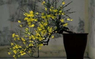 迎春花怎么盆养，在酸性土中种植为佳