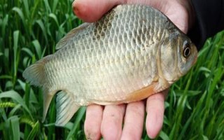 溪流钩和袖钩钓鲫鱼哪个好，首选钩型是袖钩