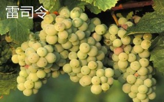 绿色葡萄品种,包括碧香无核、阳光玫瑰、绿玫瑰等类型