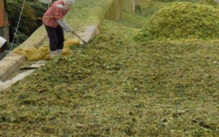 红薯秧如何做青储饲料，红薯秧一定要粉碎处理