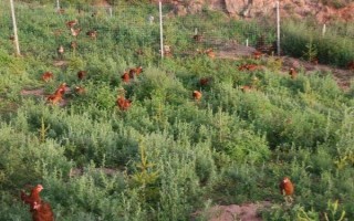 林地可以建养殖场吗，要看林地性质