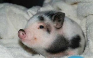 宠物猪的常见品种，常见品种有越南大肚猪、胡利亚尼猪、尤卡坦猪等