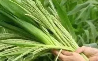 玉米灌浆期倒伏怎么办，可人工扶直