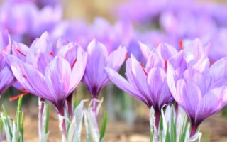 藏红花如何种植，播种通常是在8-9月进行