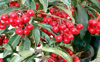 朱砂根的养殖方法，喜欢湿润或半燥的气候环境