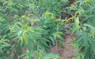 晚熟桃树苗品种推荐，以下几种具有发展潜力