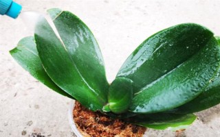 怎么防治蝴蝶兰灰霉病,使用透气、保肥的基质可降低发病几率