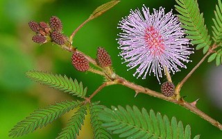 含羞草的作用，主要用来观赏、净化空气、预测天气