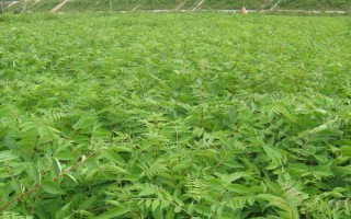 关黄柏的种植时间，一般为2-4月份