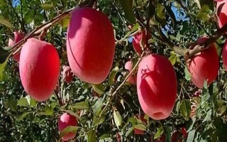 苹果如何人工增色，采收前10-30天喷施乙烯利溶液