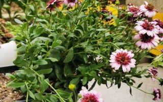 盆栽菊花如何养殖，夏季每天都浇一次水