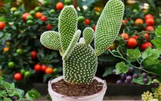 仙人掌有什么花语，具有坚强、等待、心底的爱等含义